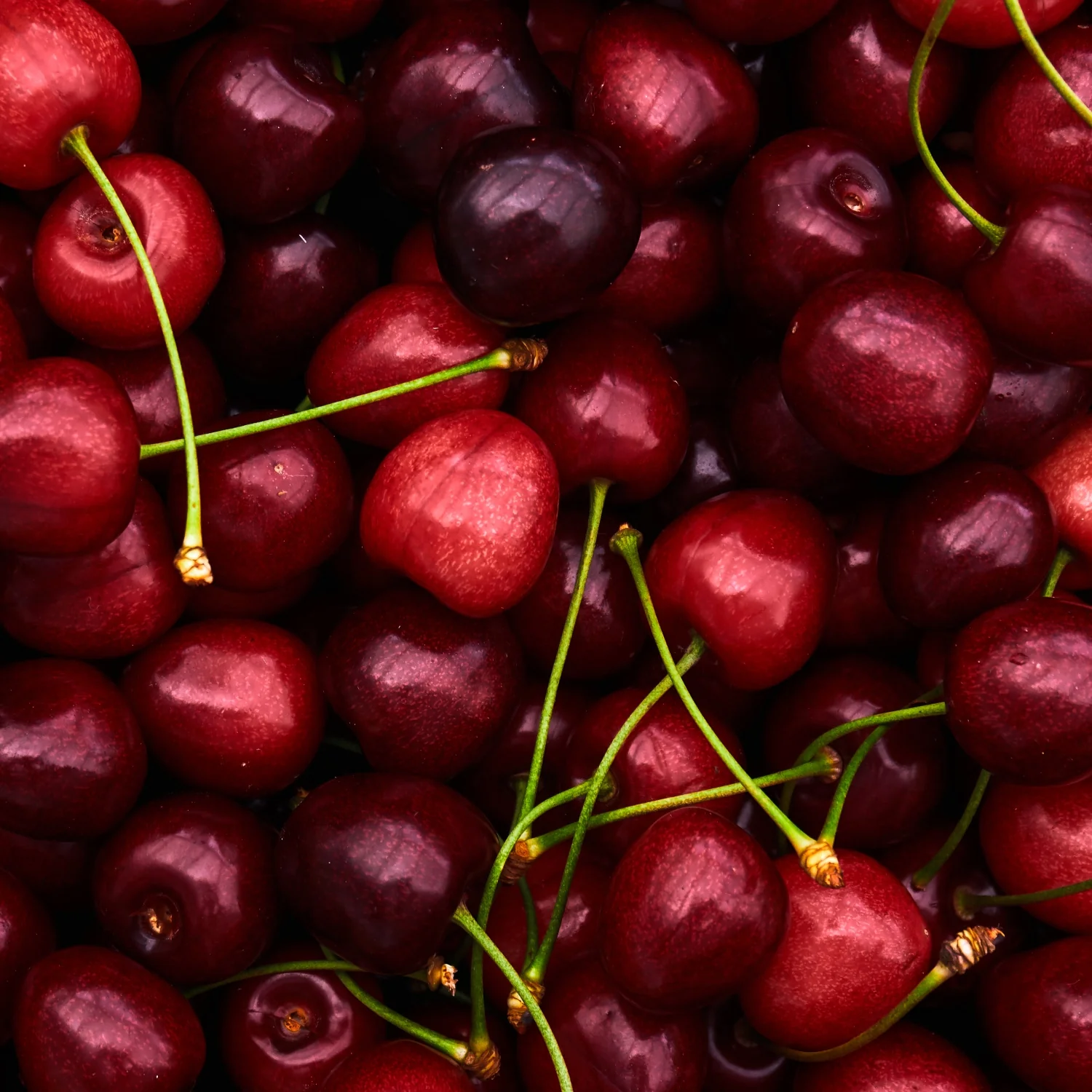 Sour Cherry - Image 9